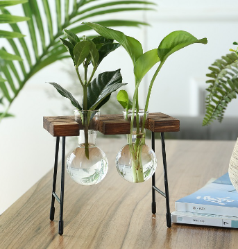 Transparent Glass Vase for Hydroponic Planting (1pc)