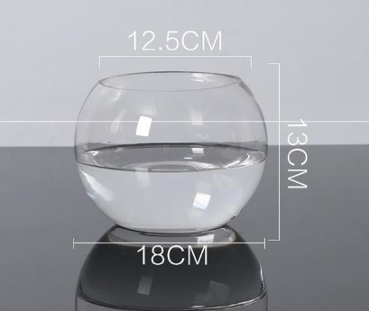 Transparent Hydroponic Vase